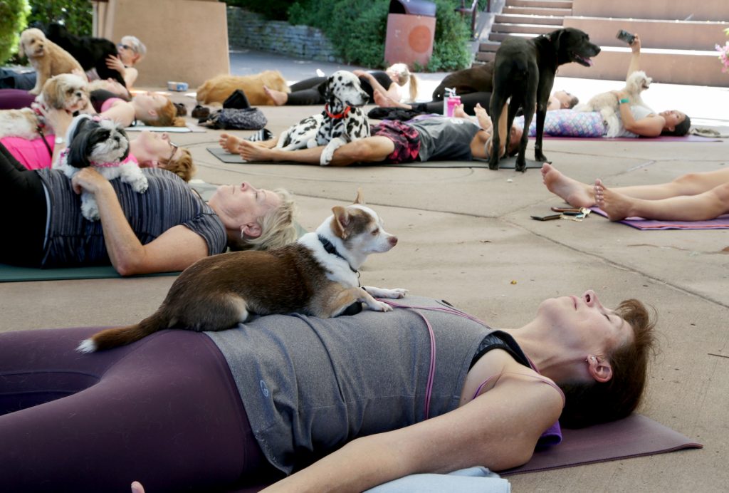 Discover the Benefits of Doga: Yoga with Your Dog