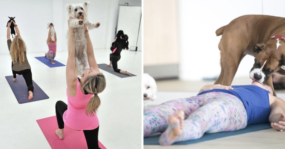 Discover the Benefits of Doga: Yoga with Your Dog