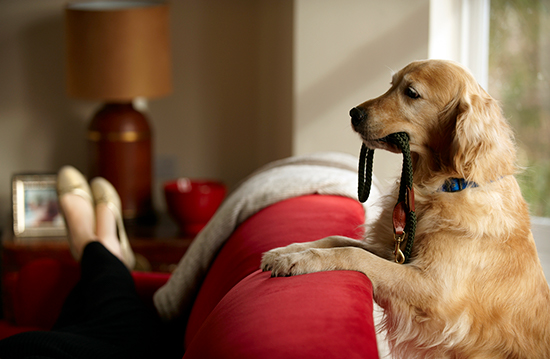 Discover the Benefits of Working out with Your Dog: Your Best Workout Buddy