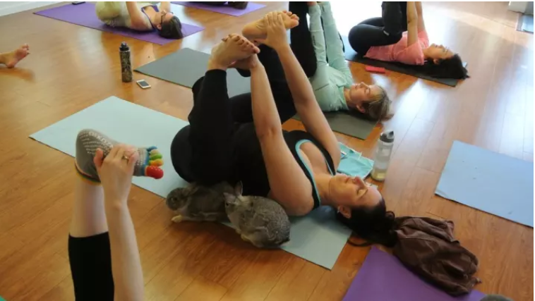 Bunny Yoga: Exercise classes with rabbits raise awareness of