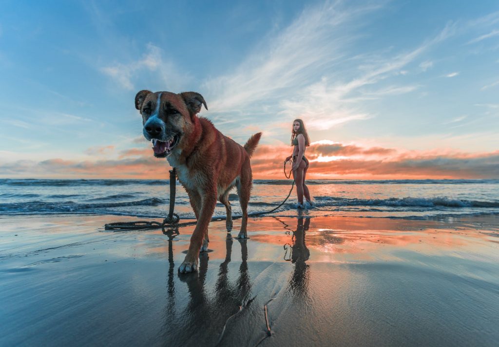 Discover the Benefits of Working out with Your Dog: Your Best Workout Buddy