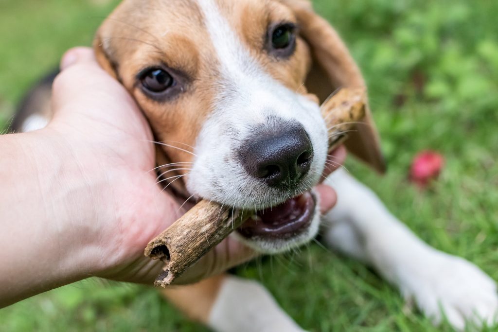 Discover the Benefits of Working out with Your Dog: Your Best Workout Buddy