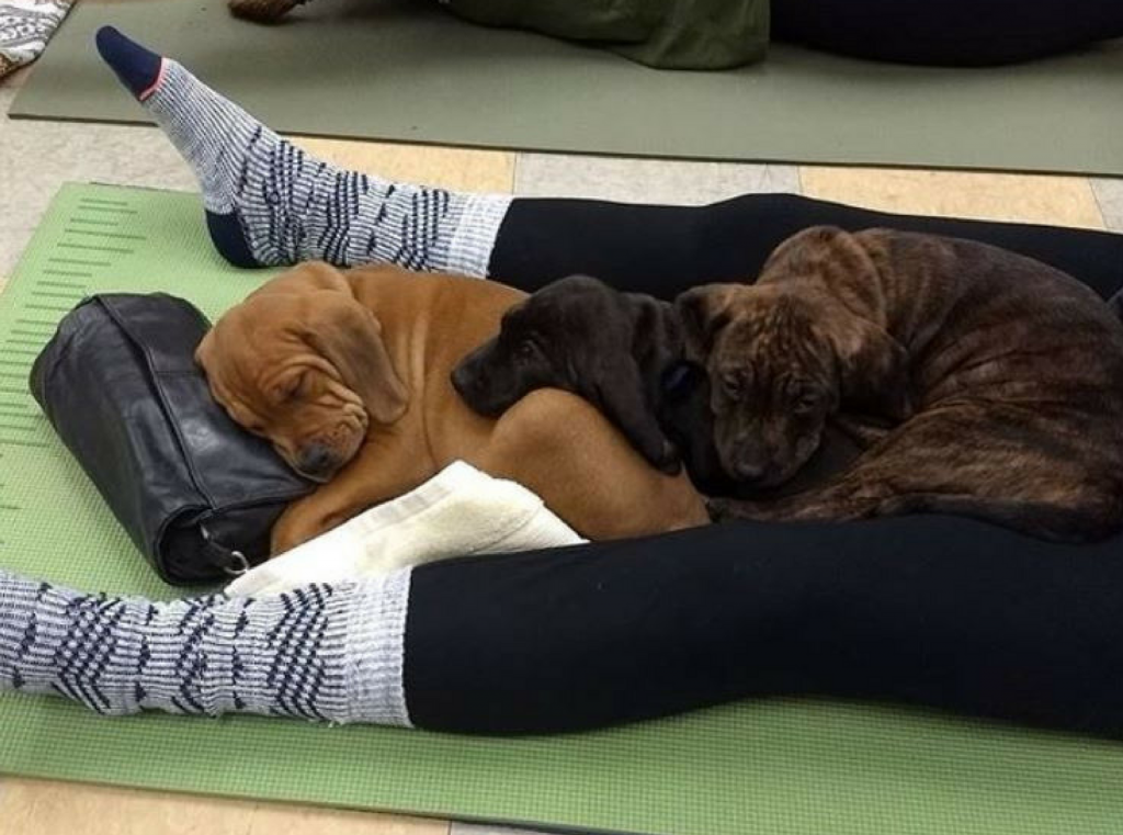 ICYMI: Puppy Pilates Exist and It's the Cutest Workout Trend of All Time