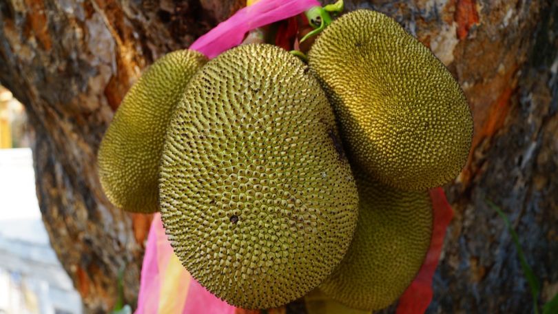 worlds-top-ten-smelliest-foods-10-durian