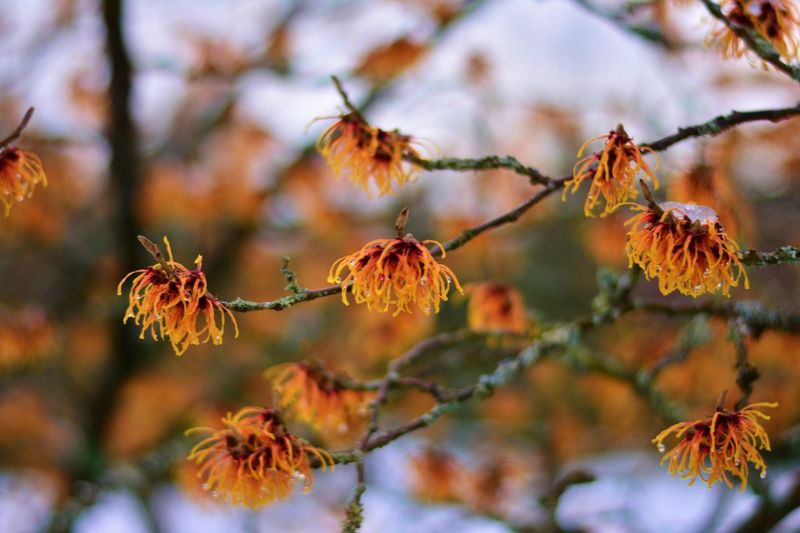 natural-remedies-for-sunburn-9-witch-hazel